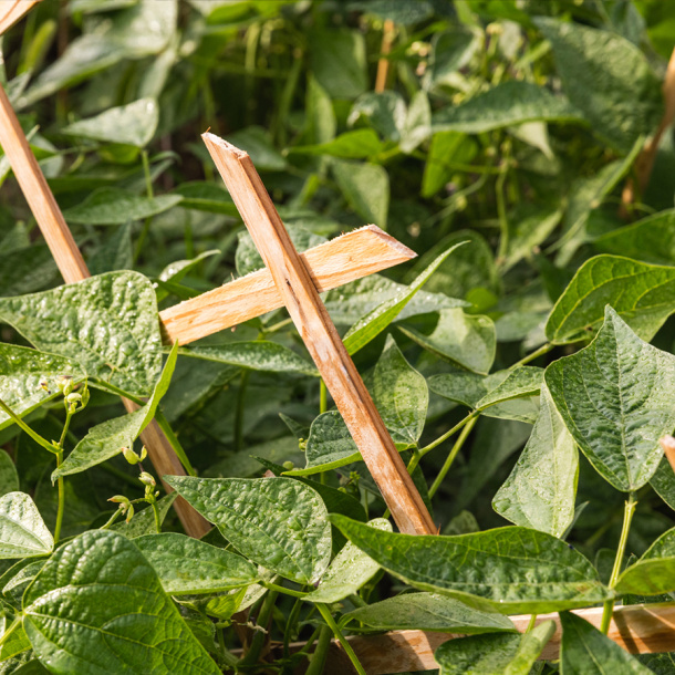 5 1  AGRICOLTURA
